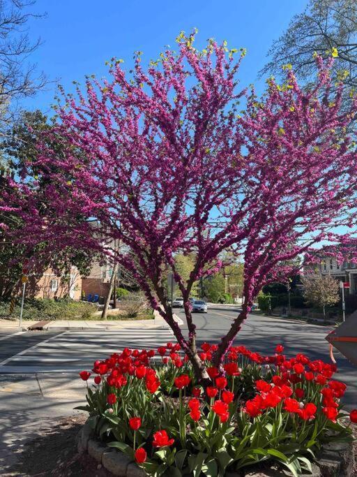 דירות וושינגטון Glover Park/Georgetown Oasis With Parking מראה חיצוני תמונה